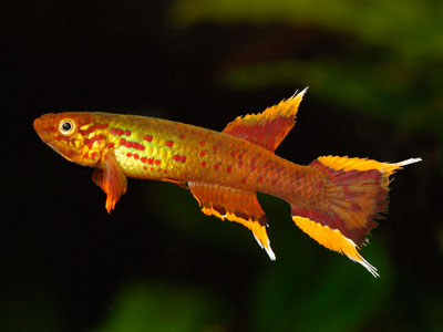 Aphyosemion australe Aphyosemion australe